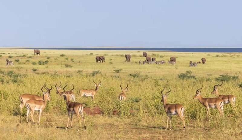 Fothergill Island - Lake Kariba - Image 12