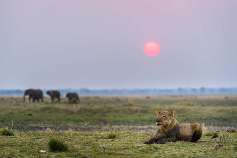 Ruckomechi – Mana Pools - Image 7