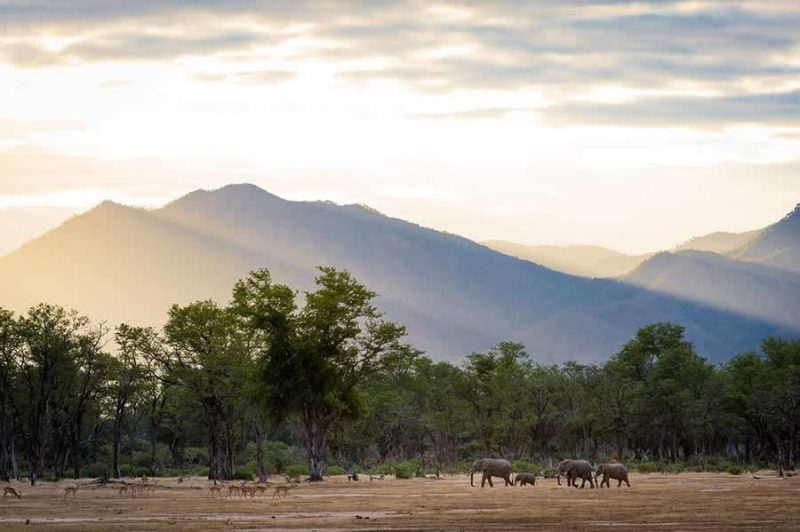 Ruckomechi – Mana Pools - Image 3